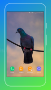 Pigeon Wallpaper screenshot 14