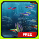 Beta Fish in 3D Live Wallpaper Icon