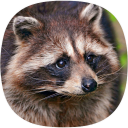 Raccoon Sounds Icon