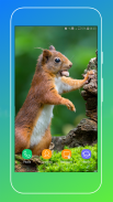 Squirrel Wallpaper screenshot 14