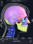 Skeleton Anatomy Pro. screenshot 12