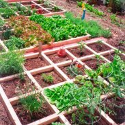 Vegetable Garden Ideas screenshot 3