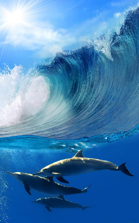 dolphin 3d wallpaper｜TikTok Search