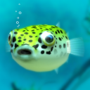 Playing with Puffer fish Icon