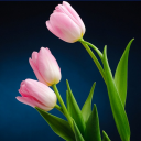 Wallpaper Tulip Berwarna-warni icon