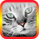 Gato Traductor - Sonidos de gato Icon