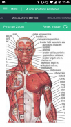 Muscle Anatomy Reference Guide screenshot 13