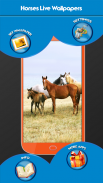 Horses Live Wallpapers screenshot 7