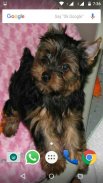 Yorkshire Terrier Dog Wallpape screenshot 2