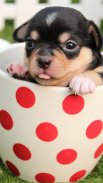 Cute puppies wallpaper hd screenshot 3