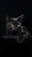 Cat Wallpapers screenshot 5