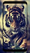 Tiger Wallpaper HD screenshot 4