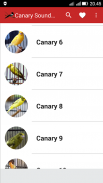 Canary Birds Master screenshot 0