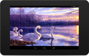 Swan Wallpapers screenshot 8