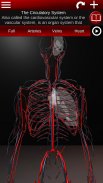 Circulatory System 3D Anatomy screenshot 17