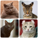 Cat Breeds Quiz - Game about Cats. Guess the Cat!