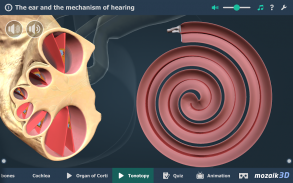 Kulak ve İşitme Süreci 3B screenshot 6