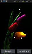 Multicolor Tulip Flower LWP screenshot 0