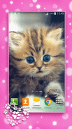 Cute Kittens Live Wallpaper screenshot 5