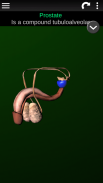 Internal Organs in 3D (Anatomy) screenshot 21