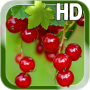 Berry Live Wallpaper Icon