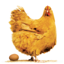 Poultry Farm Revenue Calc - Baixar APK para Android | Aptoide