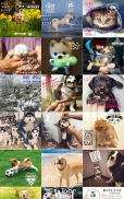 Pet Pictures - วอลเปเปอร์ใบหน้าสัตว์เลี้ยง screenshot 8