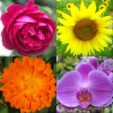 Flowers - Botanical Quiz about Beautiful Plants Icon