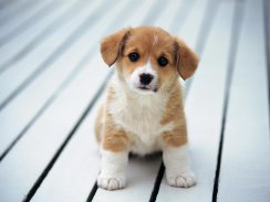 Puppy - HD Wallpapers screenshot 2