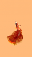 Betta Fish 3D Lite screenshot 13