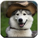 Husky - HD Wallpapers Icon