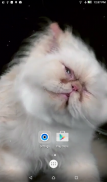 Cats Shake Live Wallpaper screenshot 4