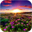 Sunset Meadow HD Wallpaper Icon