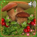 Forest Berries and Mushrooms Live Wallpaper