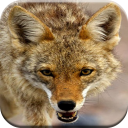 Convida caça Coyote Icon