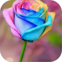 Rainbow Rose WalL Icon