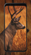 Deer Wallpapers screenshot 6