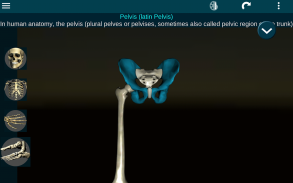 Osseous System in 3D (Anatomy) screenshot 11