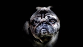 Pug Wallpaper: backgrounds hd screenshot 1