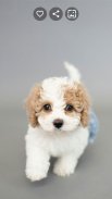 Puppy Wallpapers screenshot 1