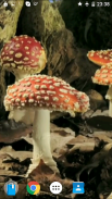 Mushrooms 4K Video Wallpaper screenshot 4