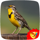 Lark Birds Sounds Icon