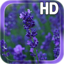 Lavender Flowers LWP Icon