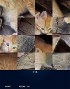 Jeu puzzle Animaux gratuit par FEI screenshot 7