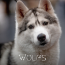 Wolf browser app