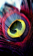 Peacock Feather HD Wallpapers screenshot 2