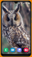 Owl HD Wallpaper screenshot 6