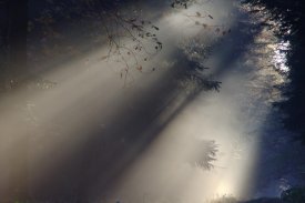 Fog Photo Frames screenshot 1