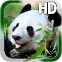 Panda Live Wallpaper Icon