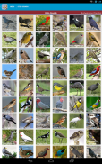 Australian Birds Sounds Free screenshot 1